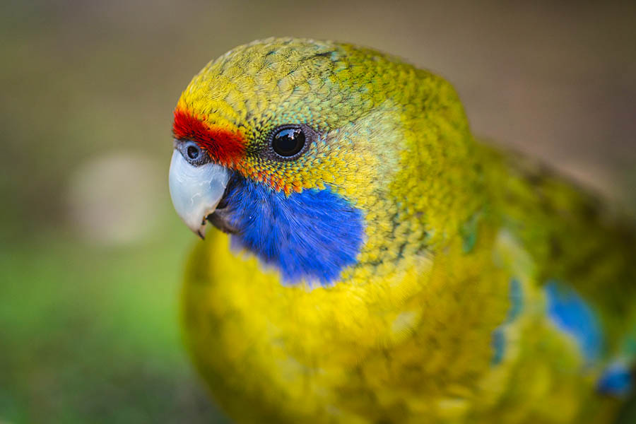 Spot the colourful native birds of Tasmania | Travel Nation