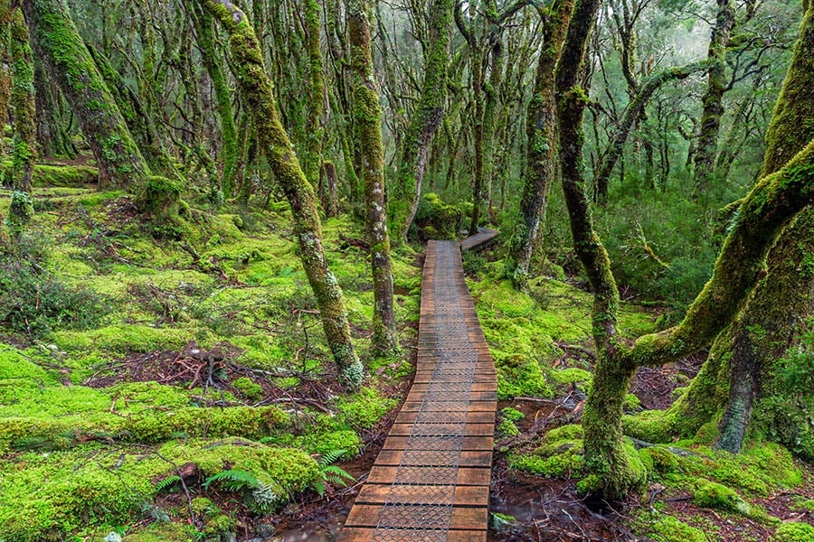 Take a walk through the Tarkine Rainforest | Travel Nation