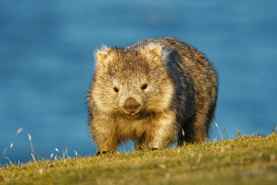 See wombats in the Tasmanian wilderness | Travel Nation See wombats in the Tasmanian wilderness | Travel Nation
