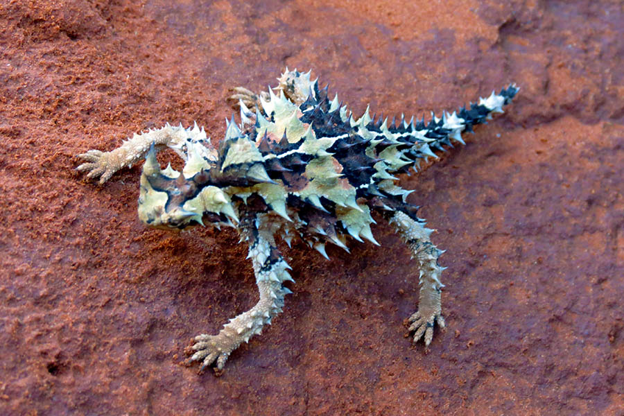 You can see and handle all kinds of reptiles including lizards, thorny devils and crocs