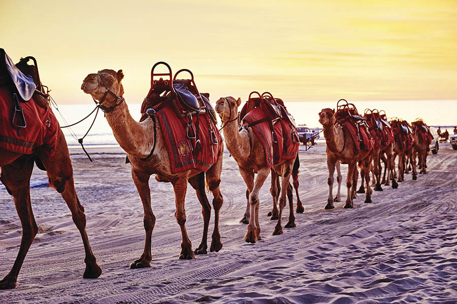  If you want to experience the sunset from a different perspective – you could ride across cable beach on a camel!