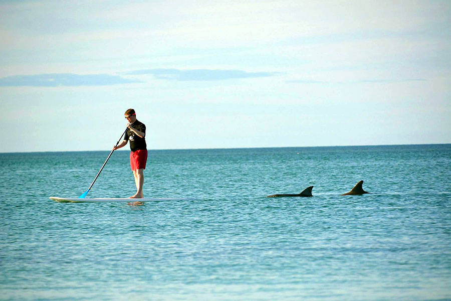 Paddleboarding here was absolutely one of the most magical wildlife experiences of my life