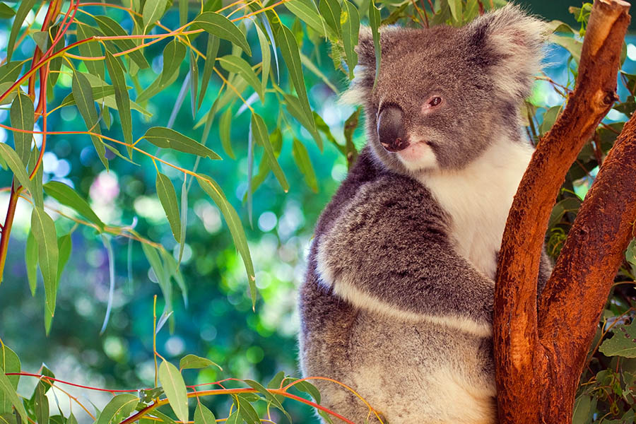 Spot koalas in the trees around Perth city | Travel Nation