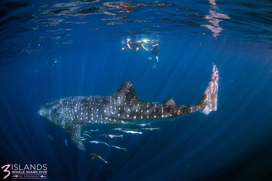 One of the huge attractions of Western Australia is the opportunity to swim with mantas and whale sharks