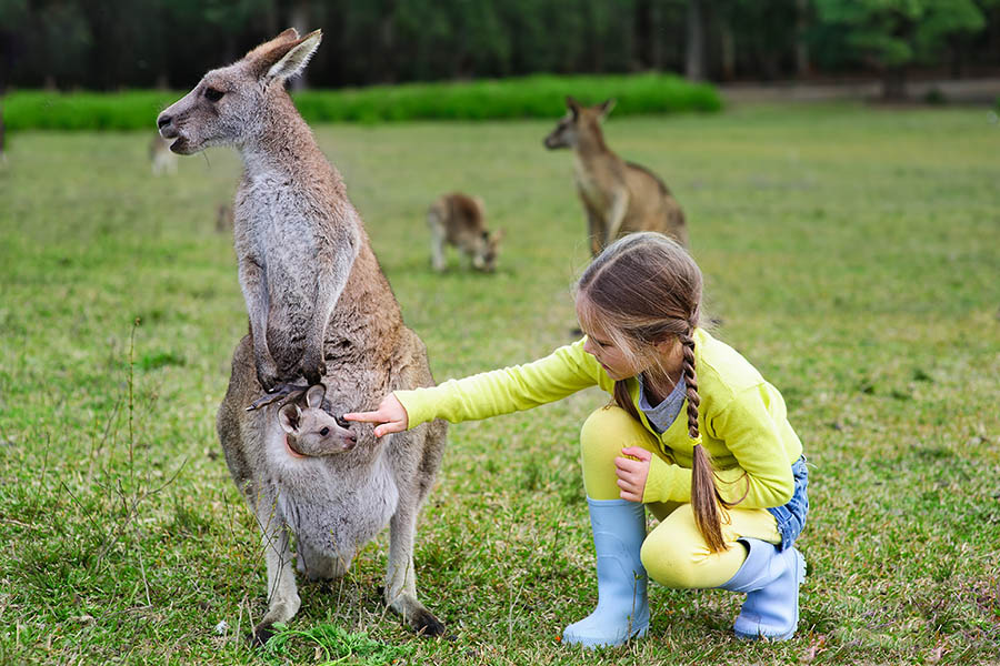 Let the kids feed the kangaroos at Australia Zoo | Travel Nation
