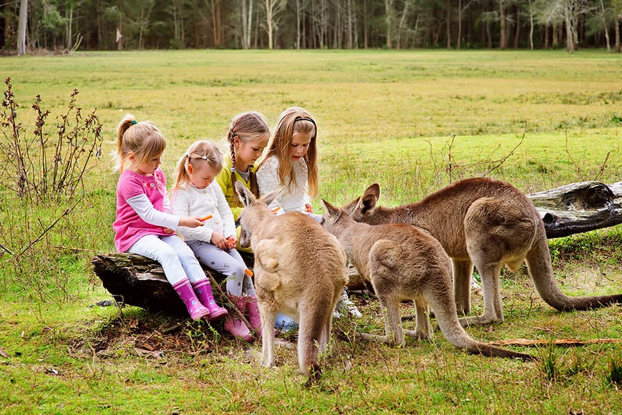 Let the kids feed kangaroos at Taronga or Melbourne zoo | Travel Nation