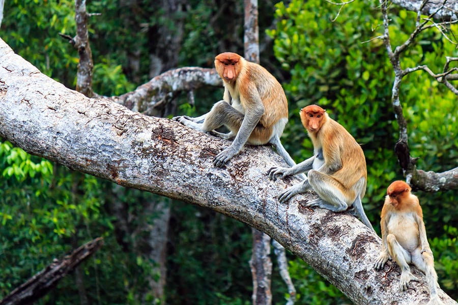 Labuk Bay is one of the best places to encounter the Proboscis monkey