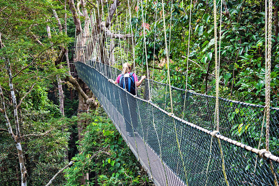 Get up high into the canopy of ancient rainforests
