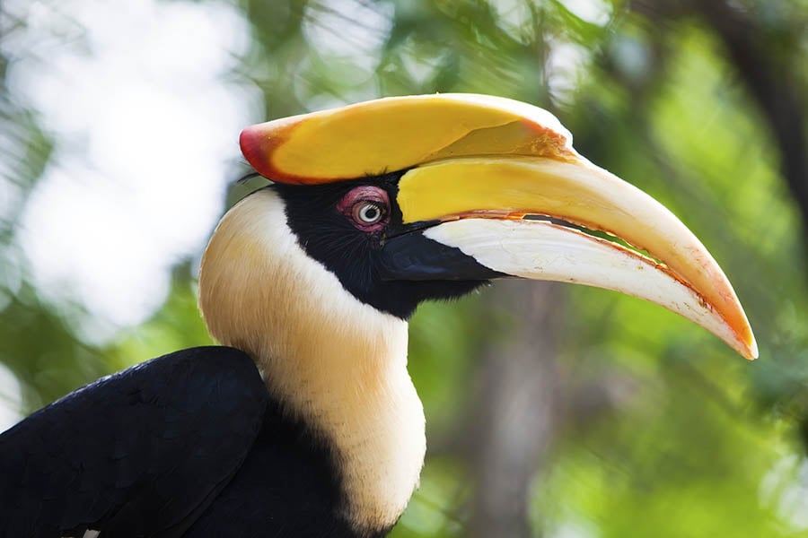 Look for hornbills in the thick Bornean jungle