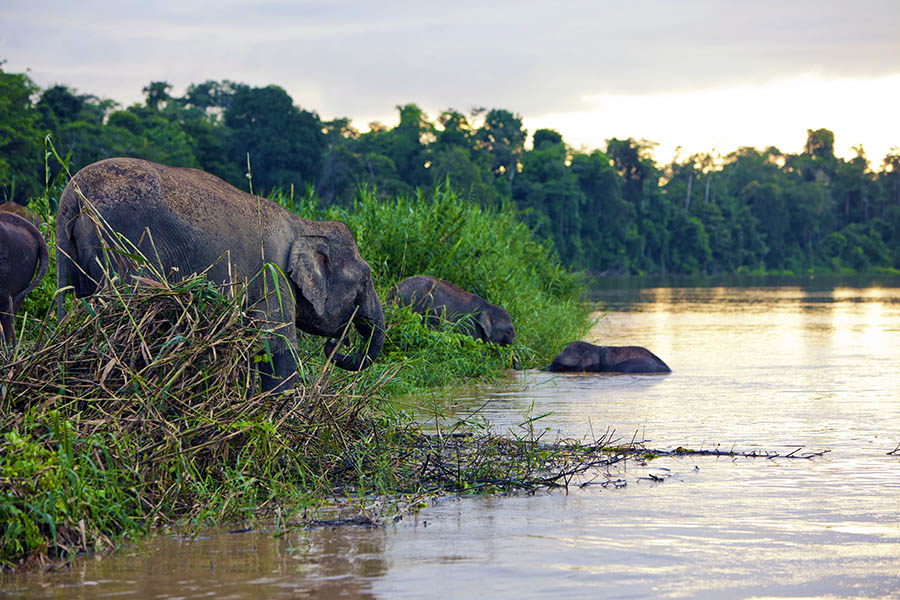 You might be lucky to spot pygmy elephants on the river bank