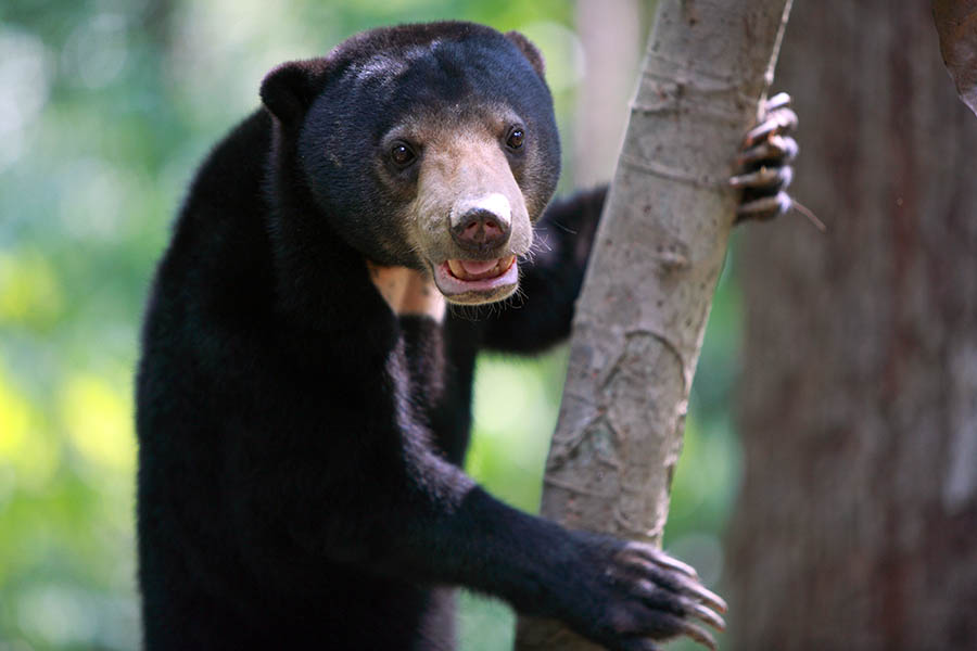 Malayan sun bears are the smallest bears in the world and threatened by illegal hunting