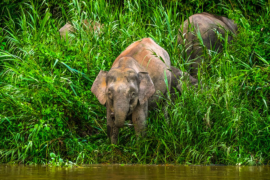 Spot pygmy elephants along the Kinabatangan River | Travel Nation