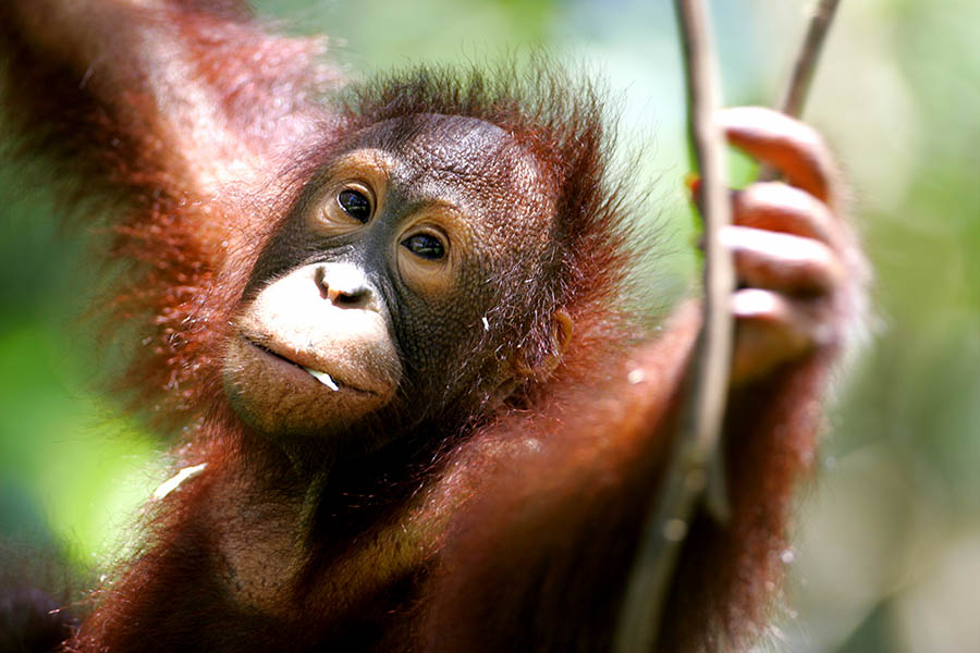 The Sepilok Orangutan Reserve is home to these magnificent animals