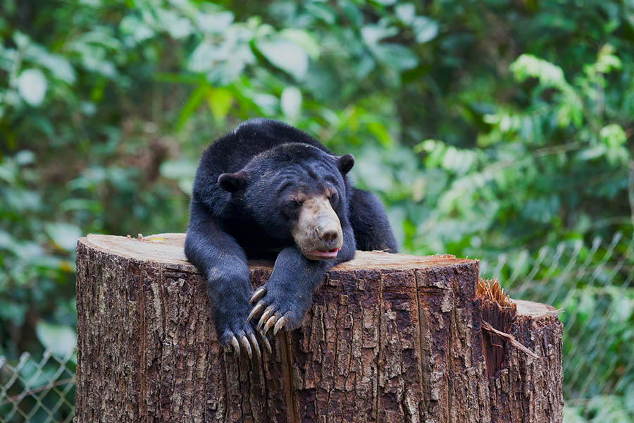 Spot the rare Bornean Sun Bear in Sabah | Travel Nation Spot the rare Bornean Sun Bear in Sabah | Travel Nation