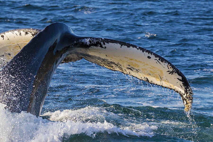 Spot humpback whales breaching in Cape Cod | Travel Nation