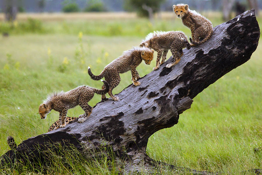 Spot cheetah cubs of safari in Botswana | Travel Nation