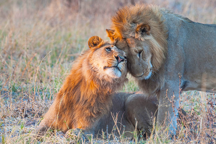Spot lions on safari in Botswana | Travel Nation