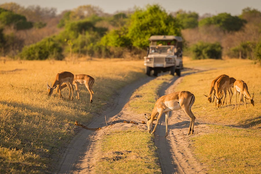 Set off on incredible game drives in Botswana | Travel Nation
