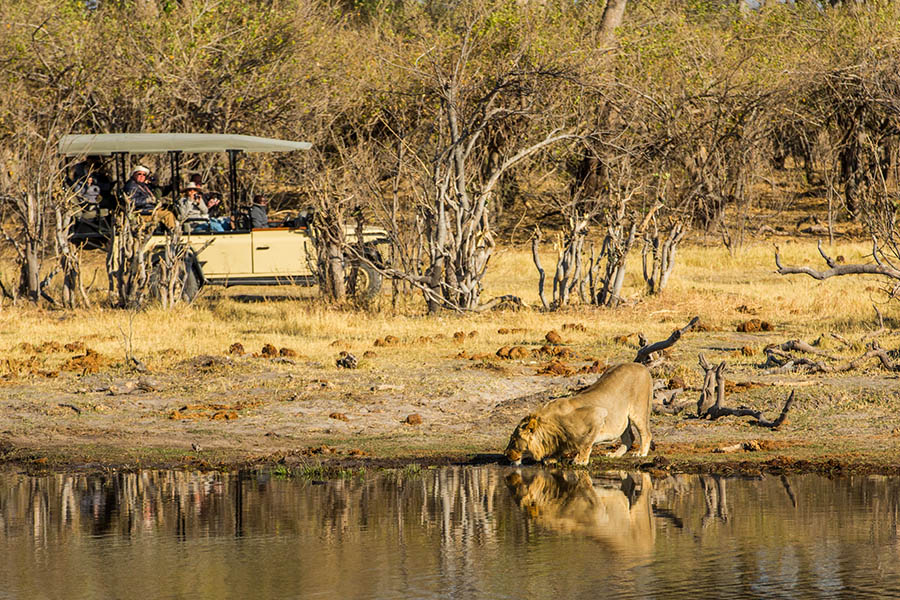 Get close to incredible wildlife on safari at Machaba Camp | Photo credit: Machaba Safaris
