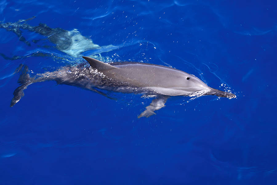See wild spinner dolphins in their natural habitat | Travel Nation