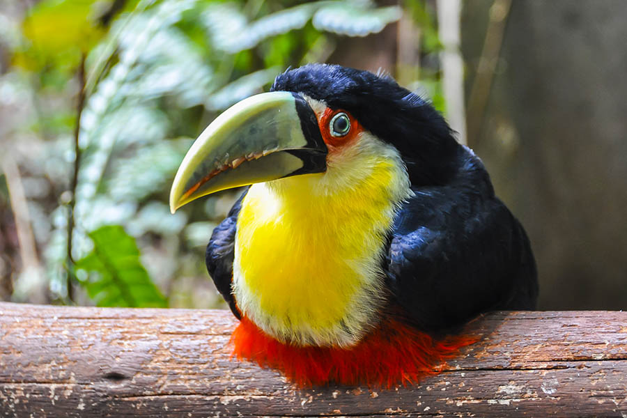 Spot tropical birds across Brazil | Travel Nation