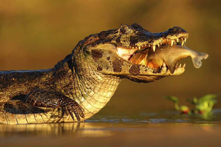 Keep your eyes peeled for caymans and alligators in the Pantanal | Travel Nation