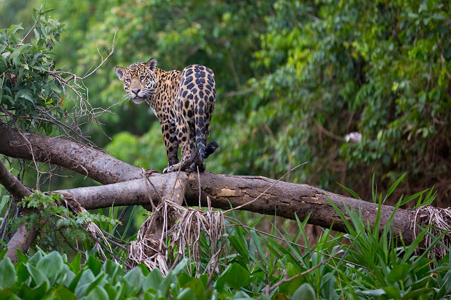 Spot jaguars in Brazil's Amazon | Travel Nation