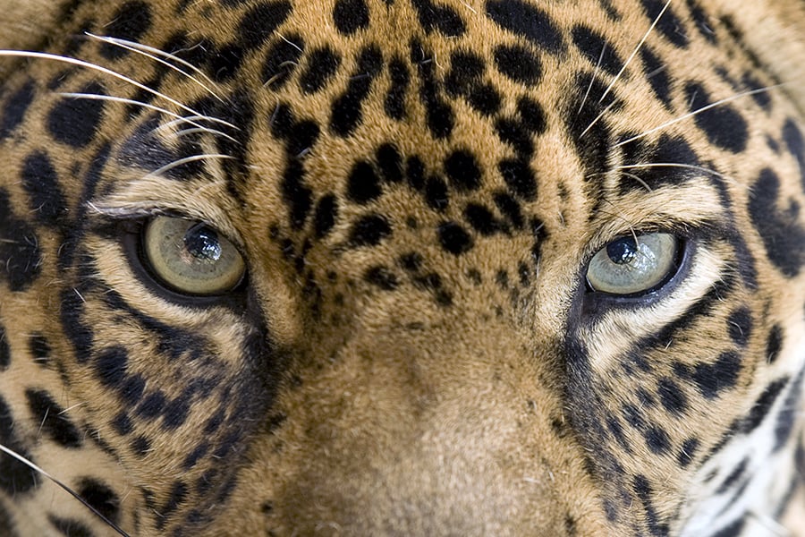 Venture into the Pantanal in search of the elusive jaguar