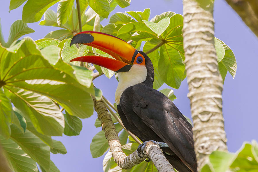 Look for toucans in the tree canopy of Brazil's Pantanal | Travel Nation