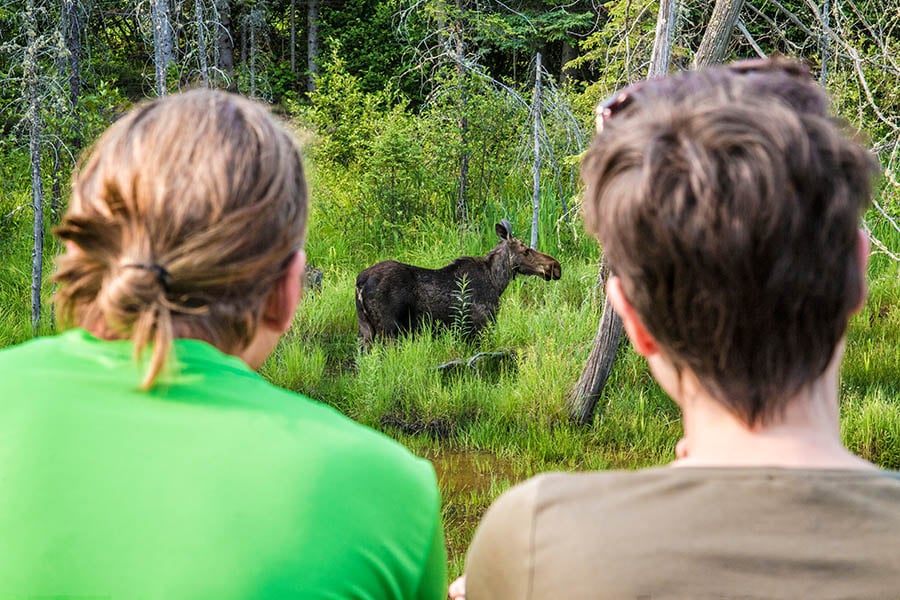 Spot moose in the forests on a Canada road trip | Travel Nation