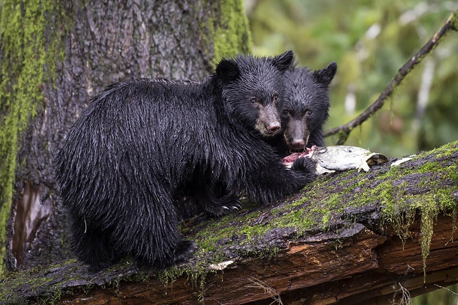 Spot bears in remote British Columbia | Travel Nation