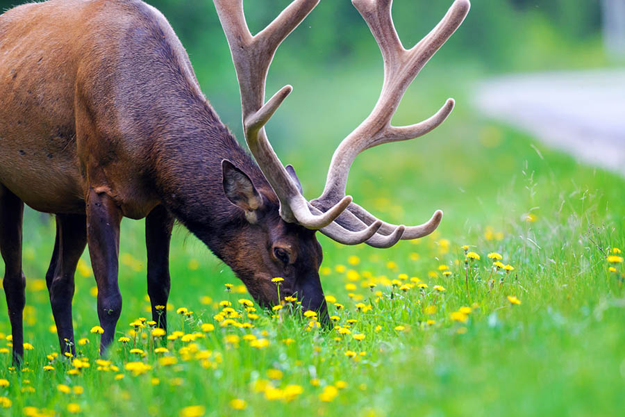 Spot elk and moose in Jasper National Park | Travel Nation