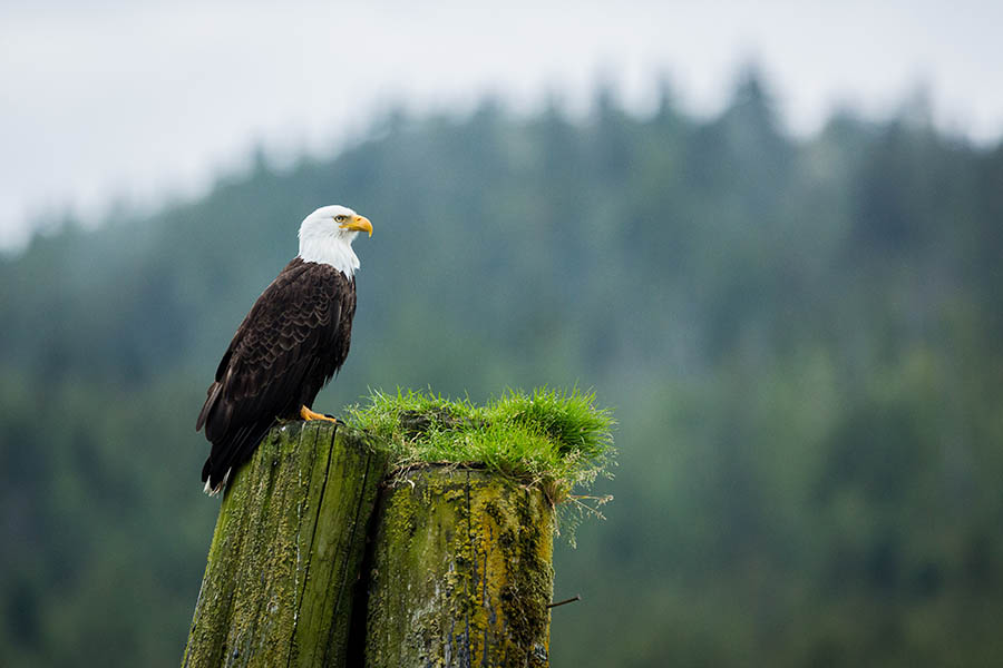Watch majestic bald eagles in the wilderness | Credit: Knight Inlet Lodge