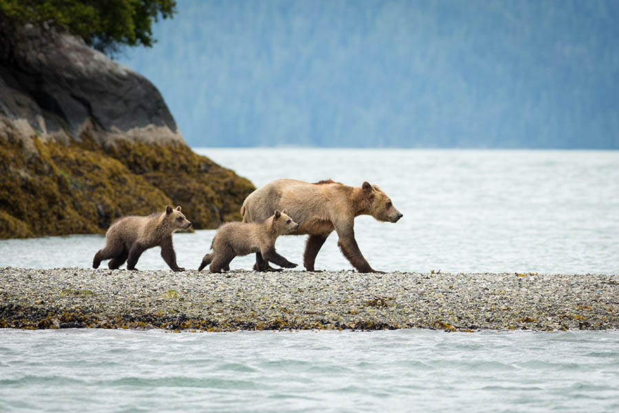 See grizzly bears hunting on the fjord