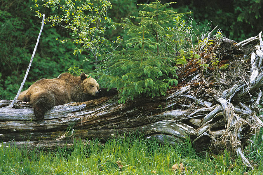 Glimpse a grizzly grabbing a nap | Credit: Knight Inlet Lodge