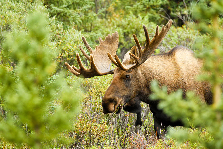 Spot moose as you drive the scenic Cabot Trail | Travel Nation