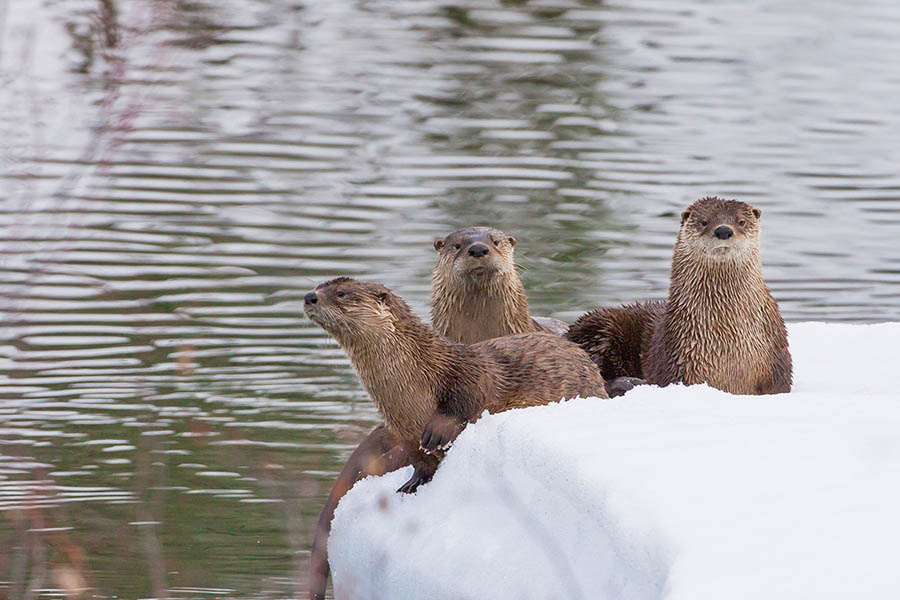 See otters in the snowy Canadian Yukon | Travel Nation