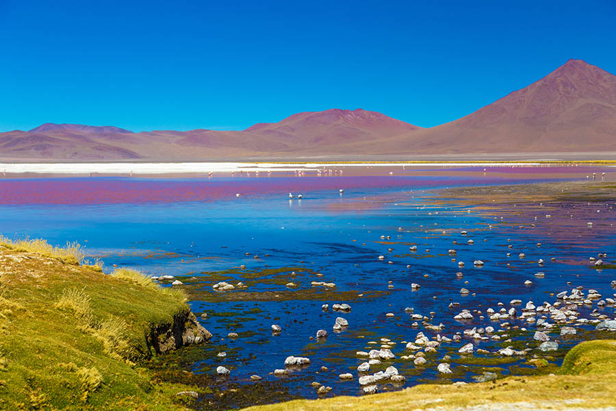 Snap the colourful lagoons of the Atacama Desert | Travel Nation