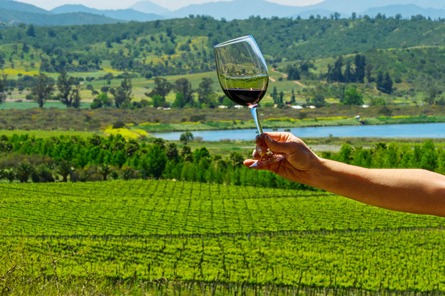 Visit sweeping vineyards in Chile | Travel Nation