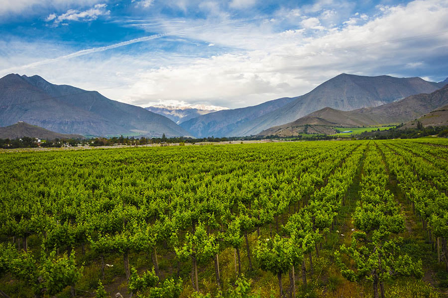 Explore the vineyards of the Elqui Valley | Travel Nation