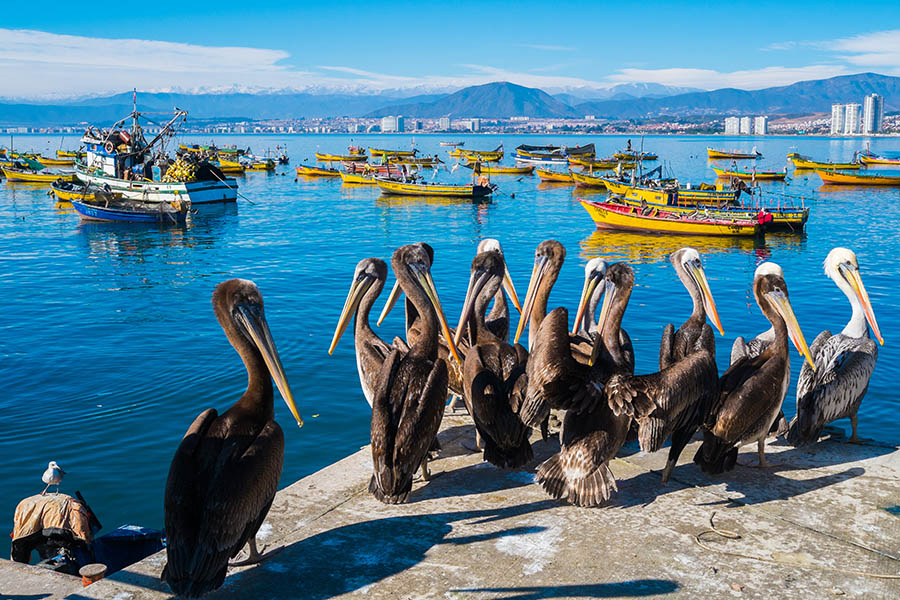 Take a wildlife-spotting boat trip from the harbour in La Serena | Travel Nation