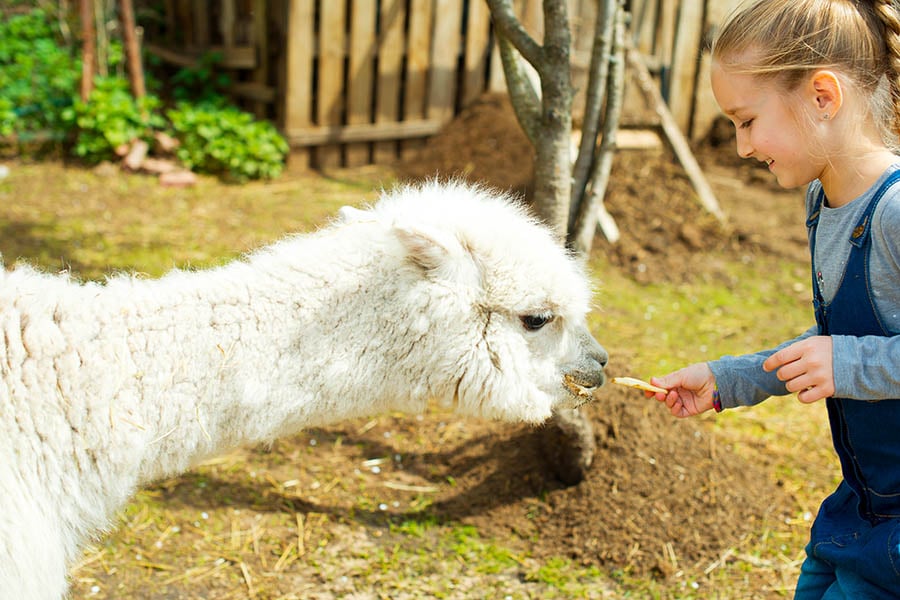 Let your kids meet the alpacas of Chile | Travel Nation