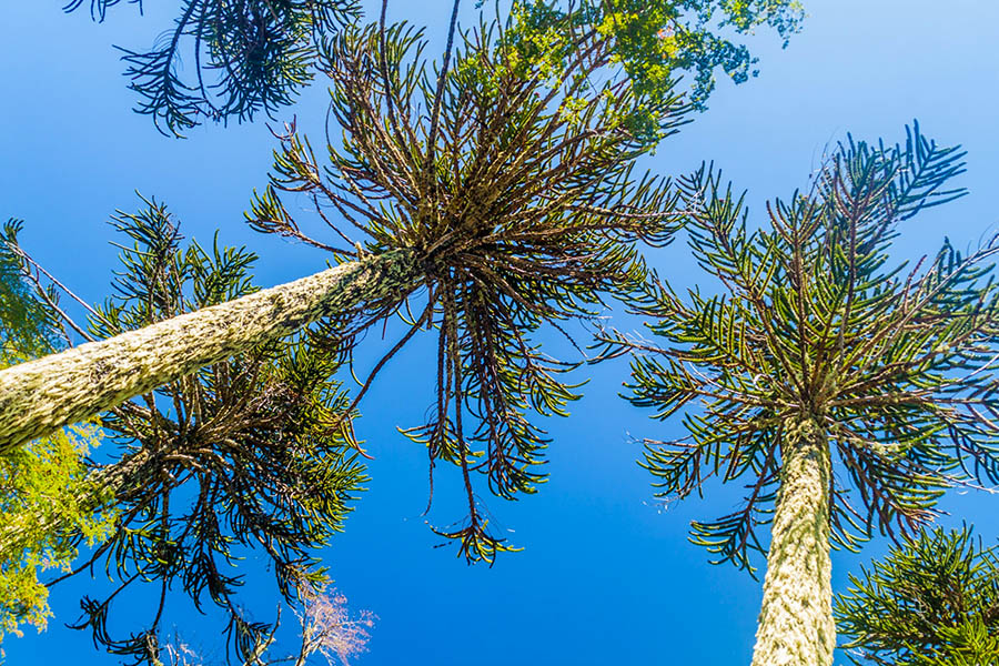 Hike through the Monkey Puzzle forests of the Chilean Lake District | Travel Nation