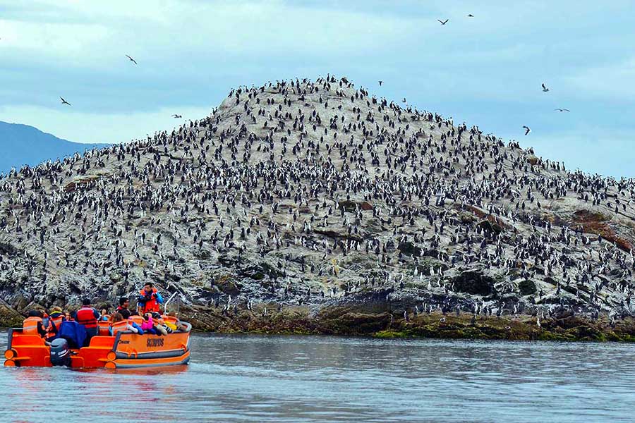 See islands packed with penguins in the Chilean fjords | Photo credit: Skorpios Cruises