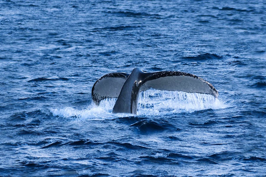 Spot whales in the Chilean fjords | Photo credit: Skorpios Cruises
