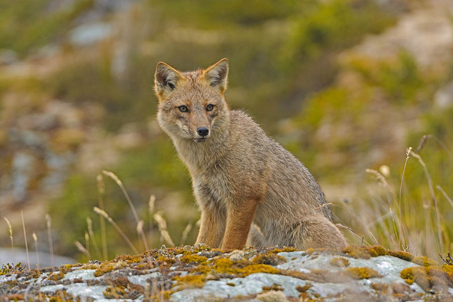 Spot Patagonian foxes in Tierra del Fuego | Travel Nation