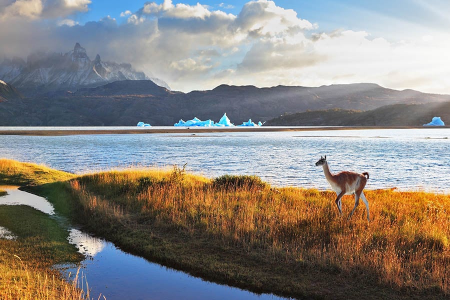 See glaciers and guanacos in Torres del Paine National Park | Travel Nation
