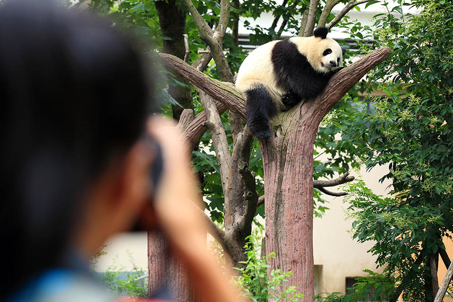 There are only around 1,600 individual pandas thought to be living in the wild