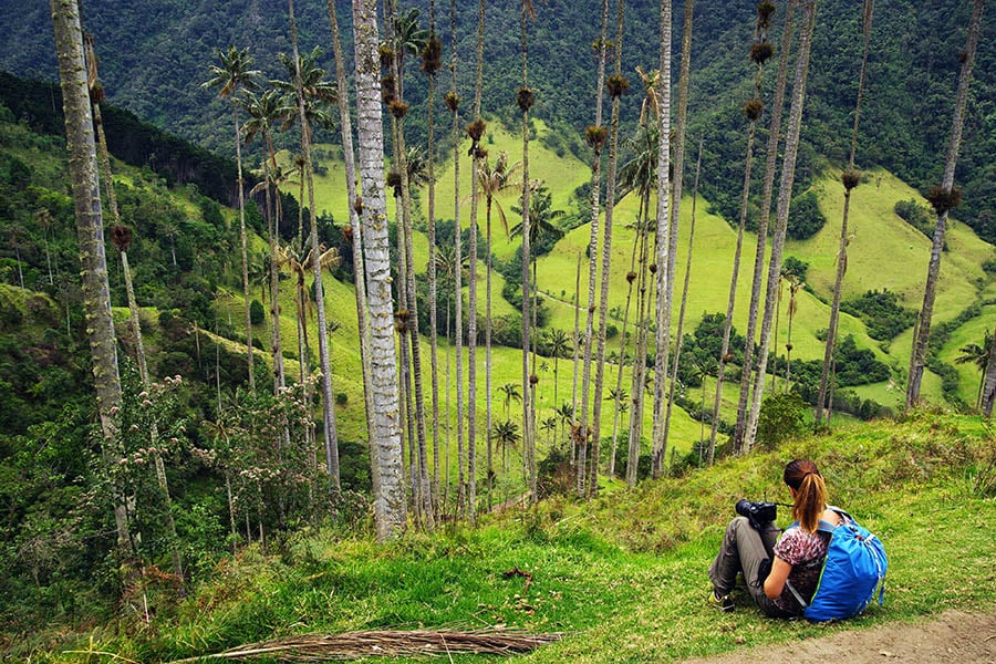 Walk between the giant wax palms of the Valle de Cocora | Travel Nation