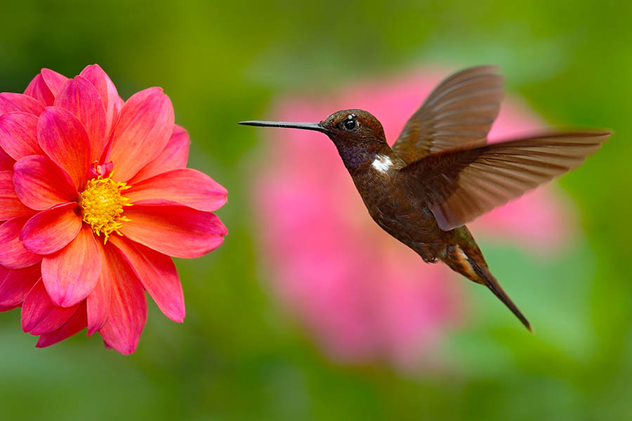 See hummingbirds in the forests of the Cocora Valley | Travel Nation